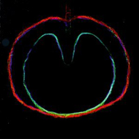 XTC - Wasp Star (Apple Venus, volume 2)