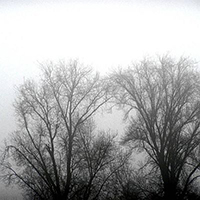 Brouillard - Brouillarbre