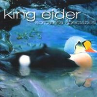 King Eider - Somateria Spectabilis