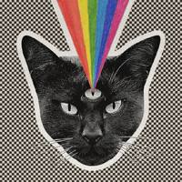 NeverShoutNever - Black Cat (Single)