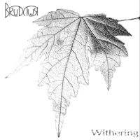 Brudywr - Withering