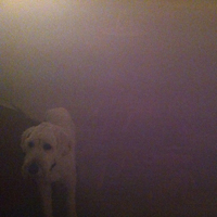 Oneohtrix Point Never - Dog In The Fog