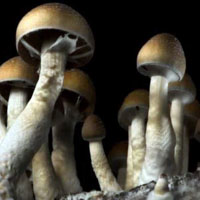 Sesto Sento - Infected Mushroom - Sailing In The Sea Of Mushrooms (Sesto Sento Remix) [Single]