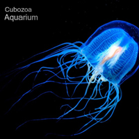 Cubozoa - Aquarium