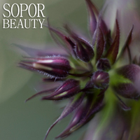 Sopor - Beauty