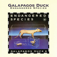 Galapagos Duck - Endangered Species