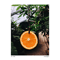 2019 Oranges (EP)
