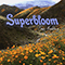 2020 Superbloom (Single)