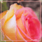 2000 The Fragrance Of Eternal Roses