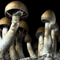 2005 Infected Mushroom - Sailing In The Sea Of Mushrooms (Sesto Sento Remix) [Single]