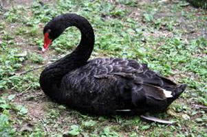 Black Swan (USA)