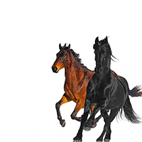 Lil Nas X - Old Town Road (Remix - Single) 