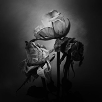 Livealie - Death Blooms (Single)