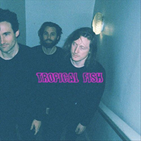 Sea Mouse - Tropical Fish (Single)