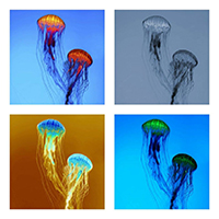 Raft - The Jellyfish Eps