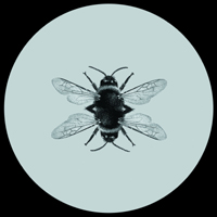Damaged Clock - Bee (Single)