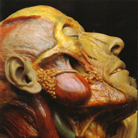 Lymphatic Phlegm - Show-off Cadavers - The Anatomy of Self Display
