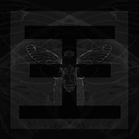 Reflections - Cicada (Single)