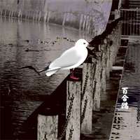 Merzbow - 13 Japanese Birds (CD 3): Yurikamome