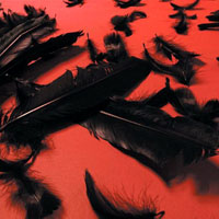 Bourbon Princess - Black Feather Wings