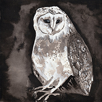 Sheldrake, Cosmo - Owl Song (Single)