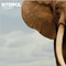 2007 Mammoth (Single)