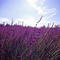 2012 Fields Of Lavender