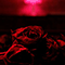 2021 Roses