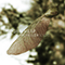 2011 Propeller Seeds (Single)