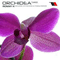 2008 Orchidea (Single)